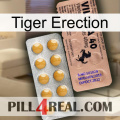 Tiger Erection 41